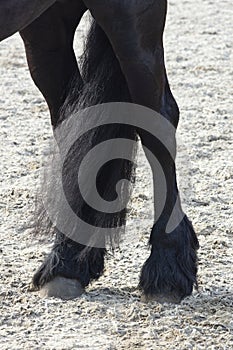 Detail of the special dressage breed Friesian Horse in black with shiny legs and tail riding in a paddock