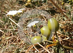Fruit of the forest growing. In detail. A species of the rose hip or Rosehip, also called rose haw and rose hep. photo
