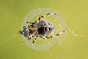 Detail of the Spider Crusader on its Web