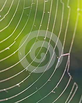 detail of spider net