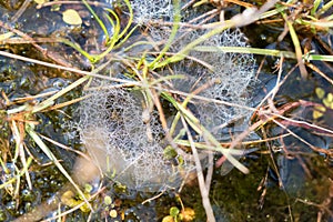 Detail of Spider Net with Morning Dew at the Countryside Background