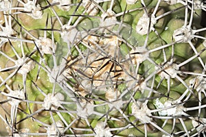 Detail of spikes of a cactus