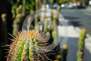 Detail of a spiky cactus from a drought resistant garden in the suburbs.