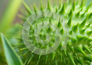 Detail of spiky seed capsule of hallucinogen plant Devil`s Trumpet Datura Stramonium, also called Jimsonweed.