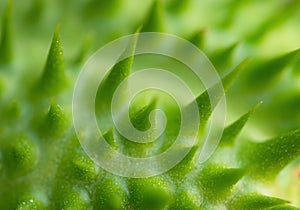 Detail of spiky seed capsule of hallucinogen plant Devil`s Trumpet Datura Stramonium, also called Jimsonweed.