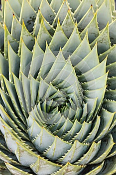Detail of spiral aloe