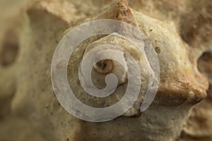 Detail of spiral pores of maritime conch shell macro in horizontal