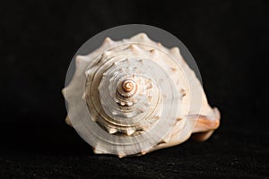 Detail of spiral seashell