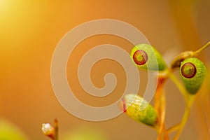 Detail of spring moss Pohlia nutans in gold light. Macro photo