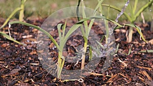 Detail sprinkling young green onions with water on male garden backing bark against weed new spring harvest