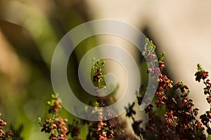 Detail of sprouts of heather just emerged in spring