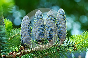 Detail of spruce cone