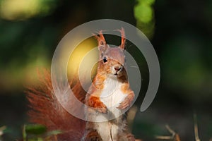 Detail squirrel in wild nature with blur backroud