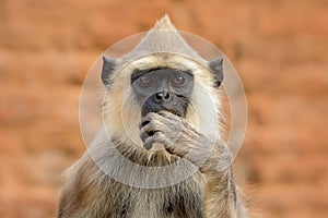 Detail of Sri Lanka monkey. Common Langur, Semnopithecus entellus, detail portrait of monkey, nature habitat, Sri Lanka. Close-up