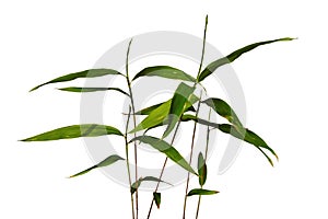 Detail of stalks and leaves of young seedlings of Moso bamboo Phyllostachys edulis
