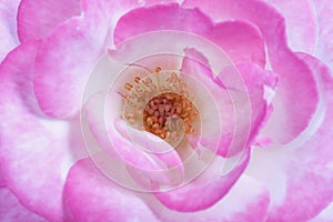 Detail of the stamen of a white and pink rose