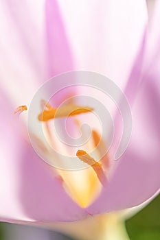 Detail of the stamens in an autumn colchicum flower (Colchicum autumnale