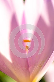 Detail of the stamens in an autumn colchicum flower (Colchicum autumnale