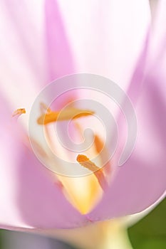 Detail of the stamens in an autumn colchicum flower (Colchicum autumnale