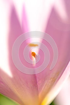 Detail of the stamens in an autumn colchicum flower (Colchicum autumnale