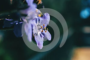 Detail of the stamens of a purple flower of polemonium caeruleum