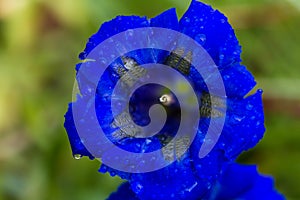 Detail of a stemless gentian