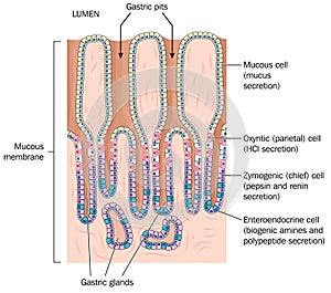 Detail of stomach mucous membrane