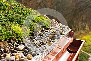 Detail of stones on extensive green living roof vegetation covered