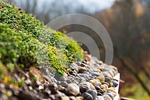 Detail of stones on extensive green living roof vegetation covered