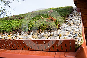 Detail of stones on extensive green living roof vegetation covered