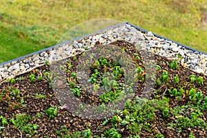 Detail of stones on extensive green living roof vegetation covered