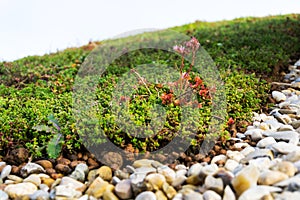 Detail of stones on extensive green living roof vegetation covered