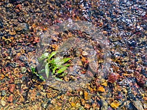 Detail from a stream, a plant growing on a gravelly bottom and shallow water flowing around it, during a sunny summer day