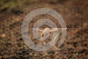 Detail of string cuaght on a wire mesh fence