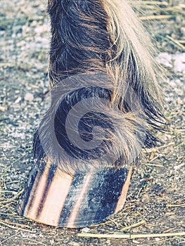 Detail of striped horse hoof od ground. Pigment stripes in keratin