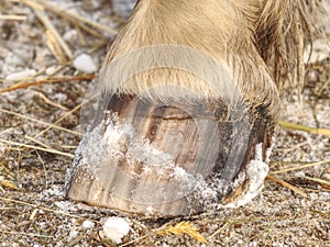 Detail of striped horse hoof od ground. Pigment stripes in keratin