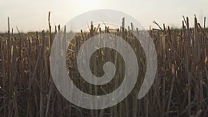 Detail of a stubble in the field