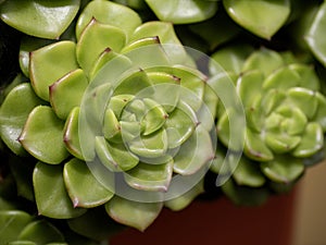 detail of a succulent plant
