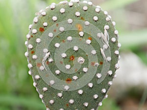 detail of a succulent plant