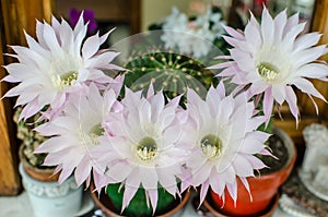 Detail of succulent plant flowers