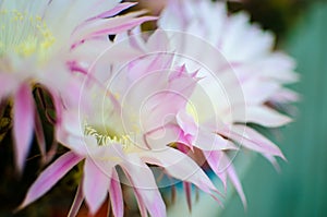 Detail of succulent plant flowers