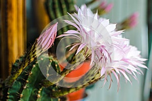 Detail of succulent plant flowers photo