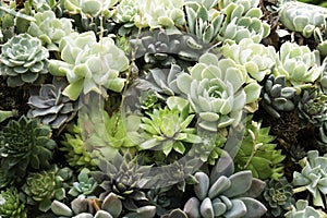 Detail of Succulents in Greenhouse