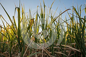 Detail of the sugar canes photo
