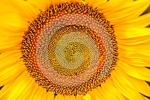 Detail of a sunflower, filling the entire image