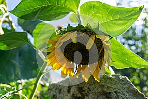 Detail of the sunflower flower in nature or in the garden.