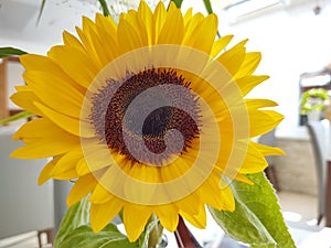 Detail of the sunflower flower in nature or in the garden.