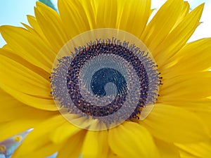 Detail of the sunflower flower in nature or in the garden.