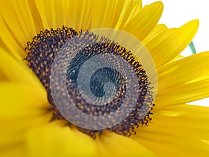 Detail of the sunflower flower in nature or in the garden.