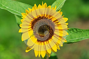 Detail of the sunflower flower in nature or in the garden.